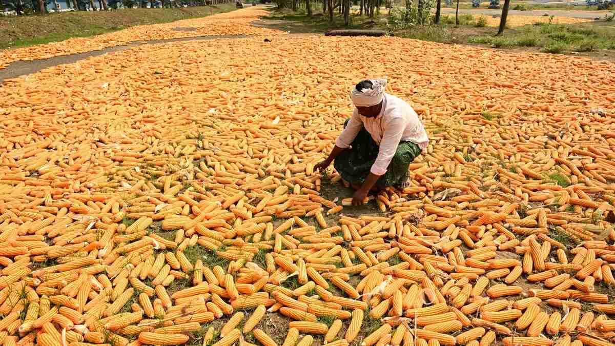 Cheaper Crude, dearer ethanol: India's Maize Bind