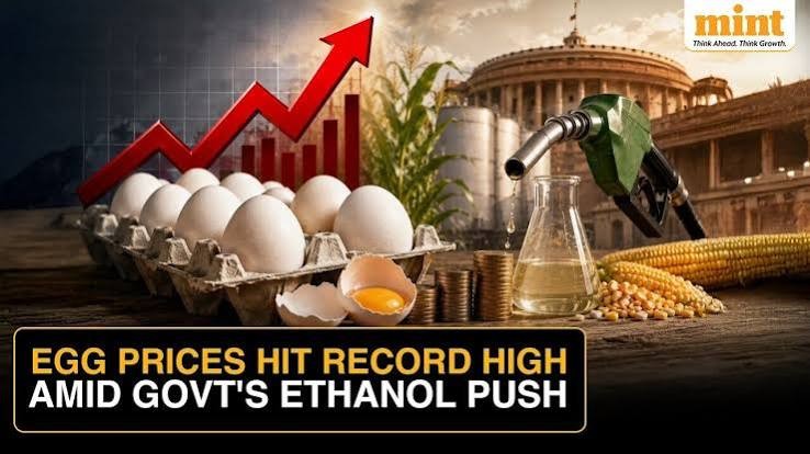 Egg prices up nearly 40%, may get more expensive this winter due to ethanol production: Here’s how