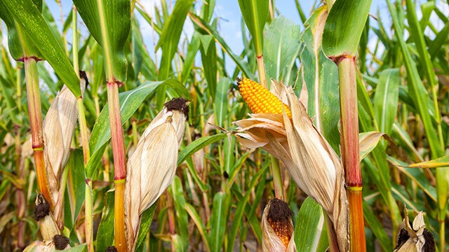 Maize is no longer just crop—It’s becoming India’s next industrial engine