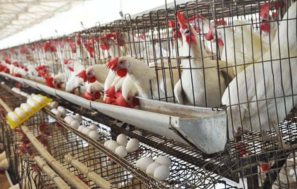 Maize price up, TN poultry farms feel pinch